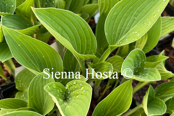 Hosta 'Blue Impressions'