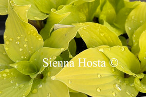 Hosta 'Coconut Custard'