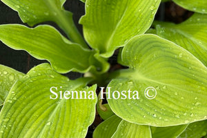 Hosta 'High Voltage'