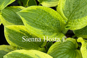 Hosta 'Austin Dickinson'