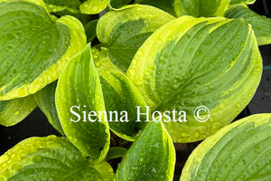 Hosta 'Austin Dickinson'