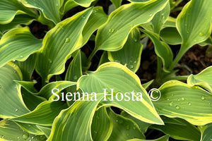 Hosta Dark Star