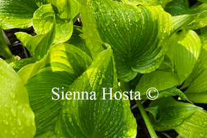 Hosta 'Coastal Treasure'