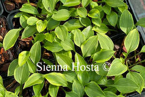 Hosta 'Kinbotan'