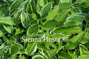 Hosta 'Lime Fizz'