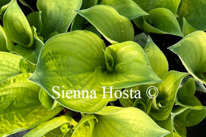 Hosta 'Dixie Ghost'