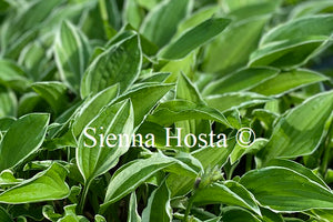 Hosta 'Lime Fizz'