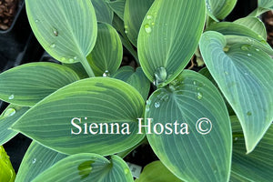 Hosta 'Devon Dream'