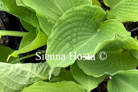 Hosta 'Double D Cup' - Sienna Hosta