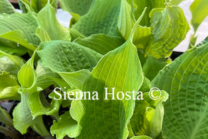 Hosta 'Diamond Lake'