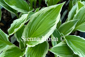 Hosta fortunei 'Albomarginata'