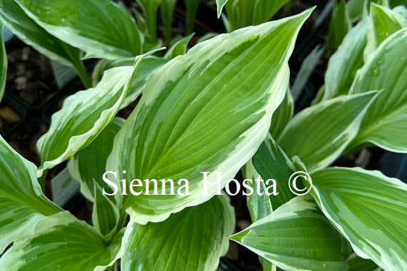 Hosta fortunei 'Albomarginata'