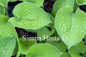 Hosta 'Oriana'