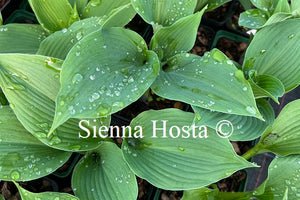 Hosta 'Green Angel'