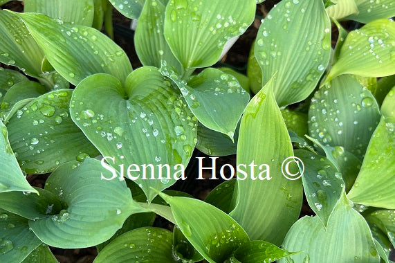 Hosta 'Green Angel'