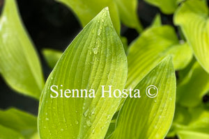 Hosta 'Paradise Power'
