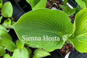 Hosta Final Summation