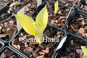 Hosta 'Grey Ghost'