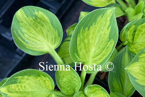 Hosta 'Pocketful of Sunshine'