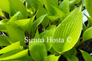 Hosta Holar Early Days