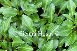 Hosta 'Plug Nickel'