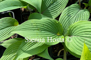 Hosta 'Holar Mystic Purple'