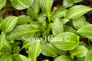 Hosta 'Plug Nickel'