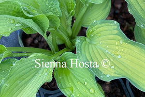Hosta 'Prairie's Edge'