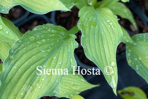 Hosta 'Prairie's Edge'