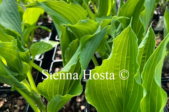 Hosta 'Holar Wild Side'