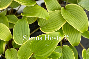 Hosta 'Red Alert'