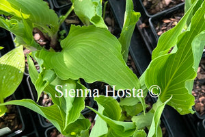 Hosta 'Holar Wild Side'