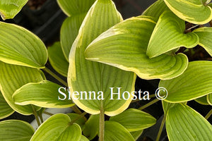 Hosta 'Red Alert'