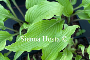 Hosta 'Stir It Up'