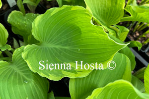 Hosta 'Lakeside Breaking News'