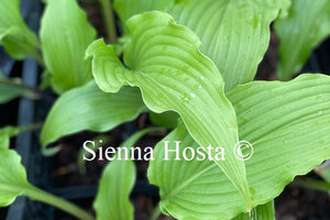 Hosta 'Stir It Up'