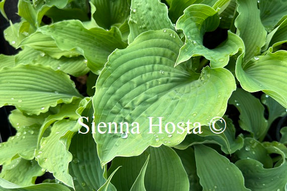 Hosta 'Ice Prancer'