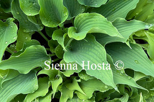 Hosta 'Ice Prancer'