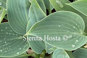 Hosta 'Sherborne Swift'