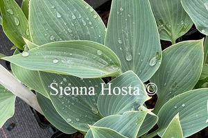 Hosta 'Sherborne Swift'