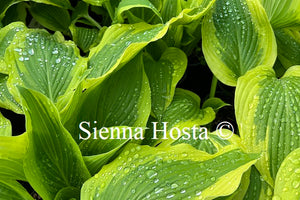 Hosta 'Jubilee'