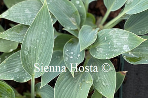 Hosta 'Sherborne Swift'