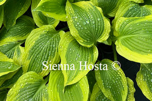 Hosta 'Jubilee'