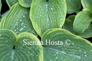 Hosta 'Spartan Glory'