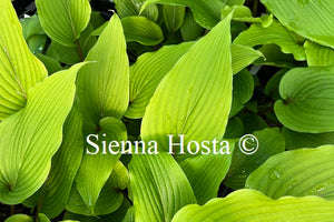 Hosta 'Katsuragawa Beni'