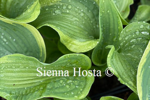 Hosta 'Spartan Glory'