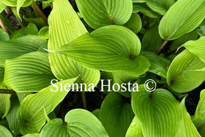 Hosta 'Katsuragawa Beni'