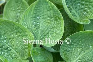 Hosta 'Sugar Snap'