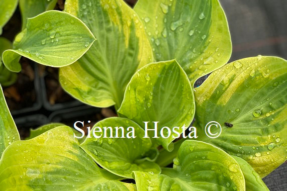 Hosta 'Tropical Storm'