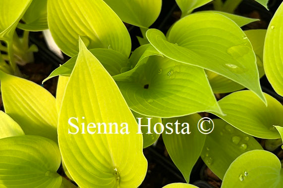 Hosta May